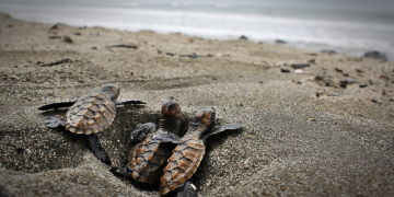 Eastern Pacific Hawksbill Initiative (ICAPO)